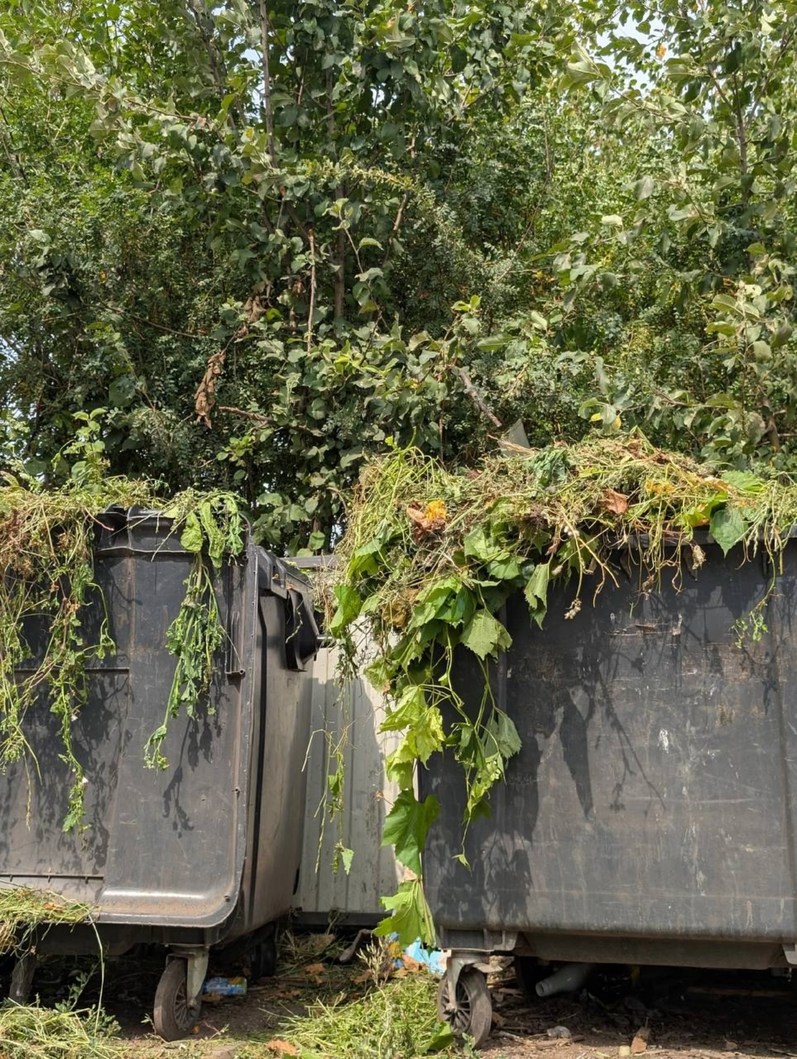 Растительный мусор: выбрасываем правильно!