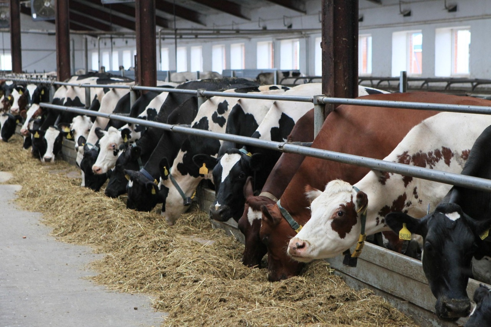 В Иглинском районе планируют создать животноводческую ферму на 1 200 коров