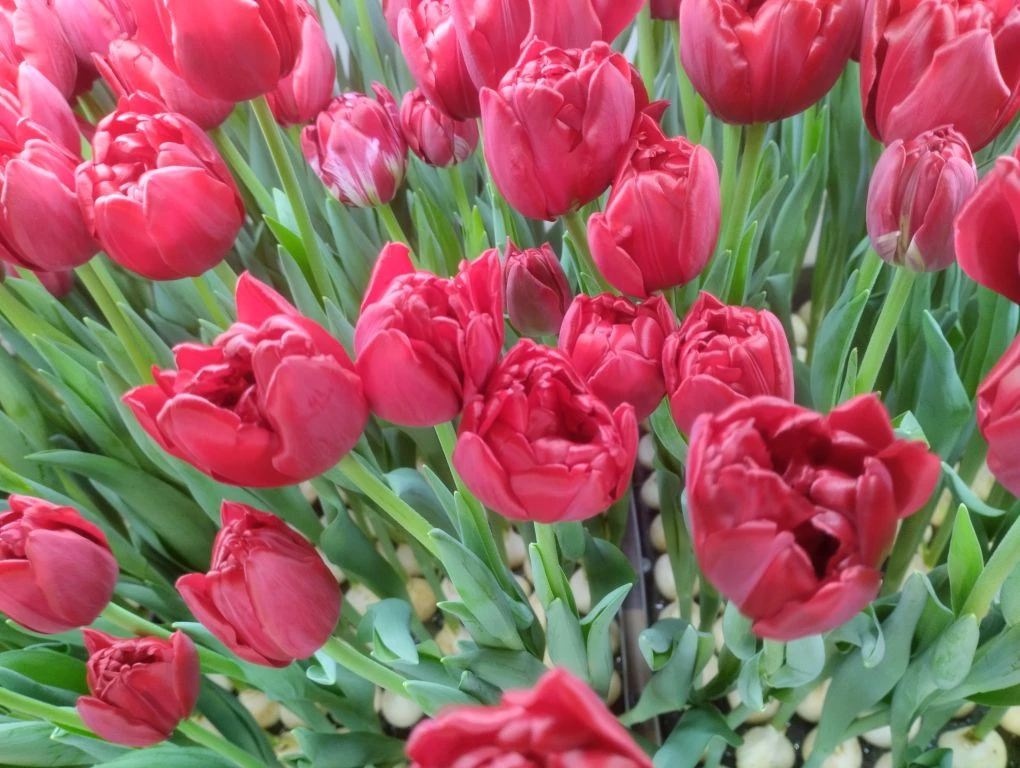 «Цветы - как душа мамы»