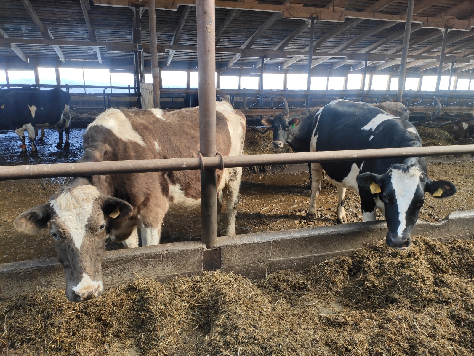 В Иглинском районе состоится республиканский конкурс операторов машинного доения коров