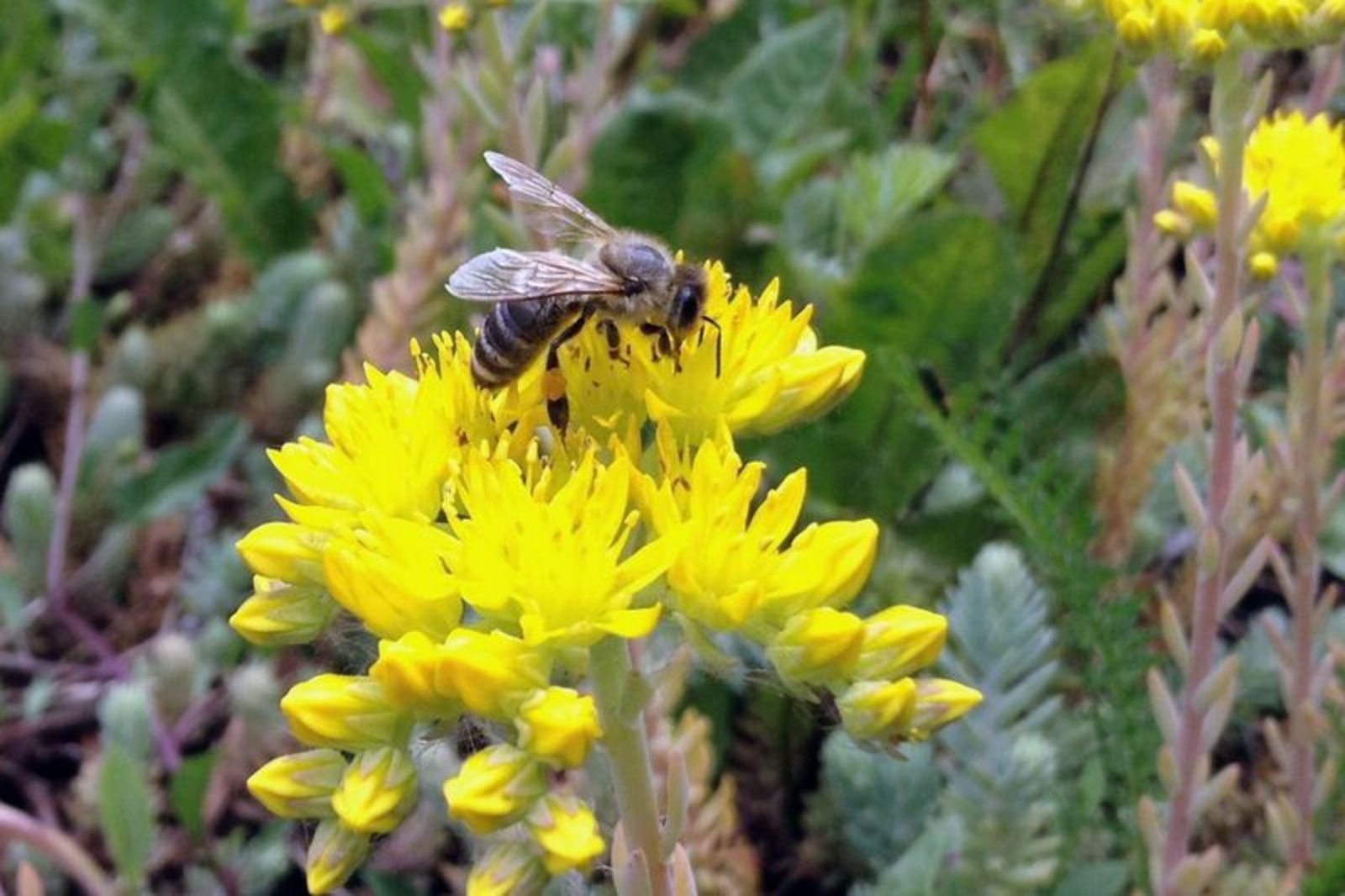 Ученые БашГУ сохраняют популяцию уникальной породы пчелы