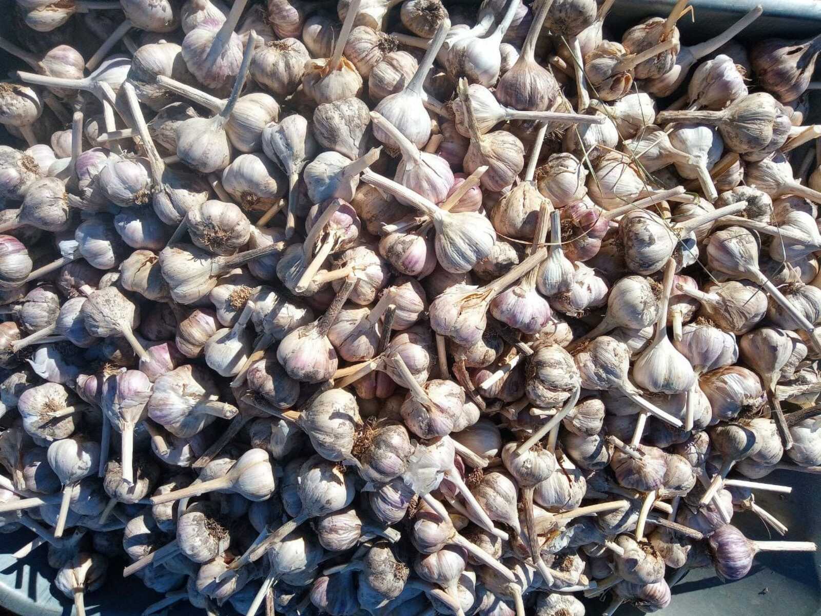 От команды "ЧеснопоЧесноку": как вырастить отличный чеснок