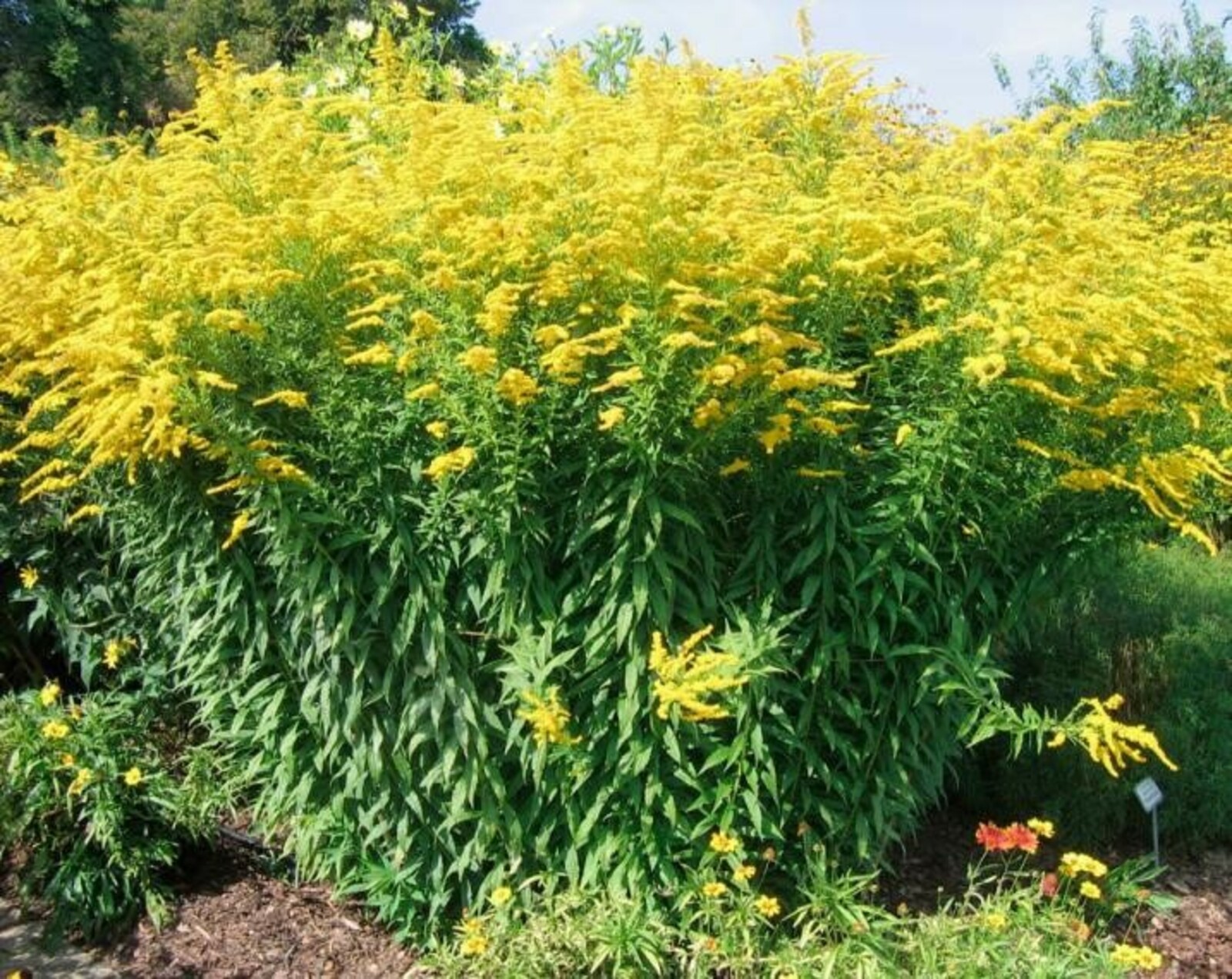 В плену у золотарника. Выход есть