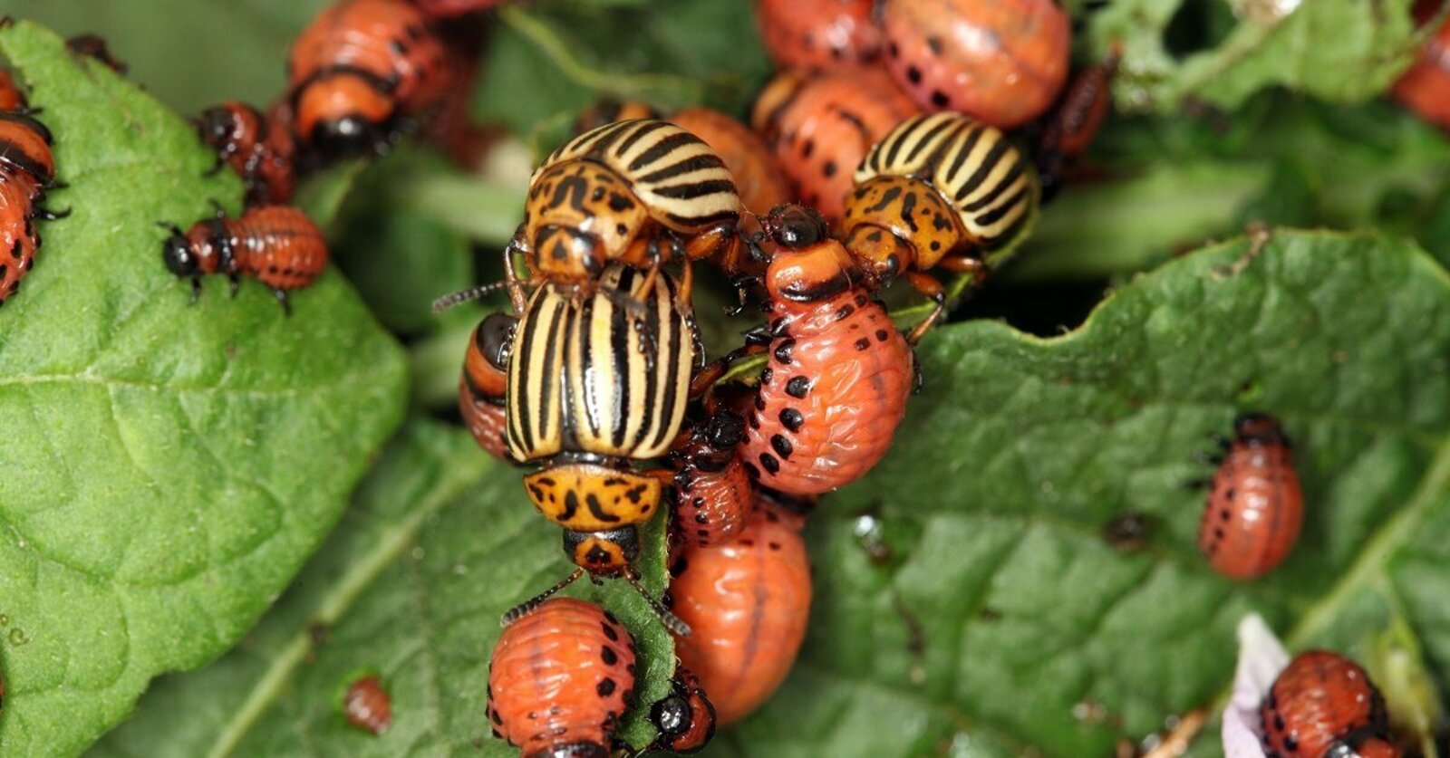 Как вы боретесь с колорадским жуком?