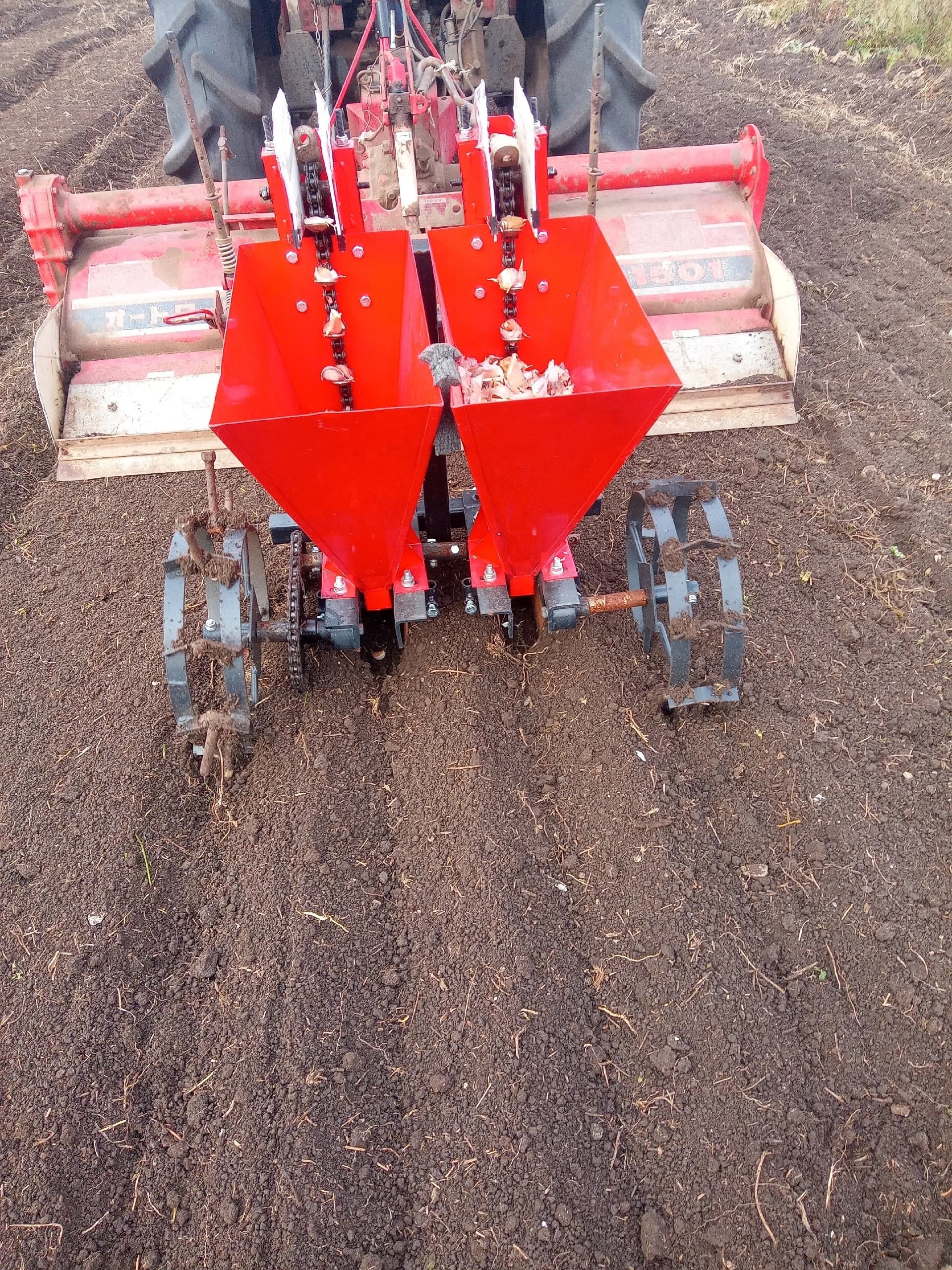 От команды "ЧеснопоЧесноку": как вырастить отличный чеснок