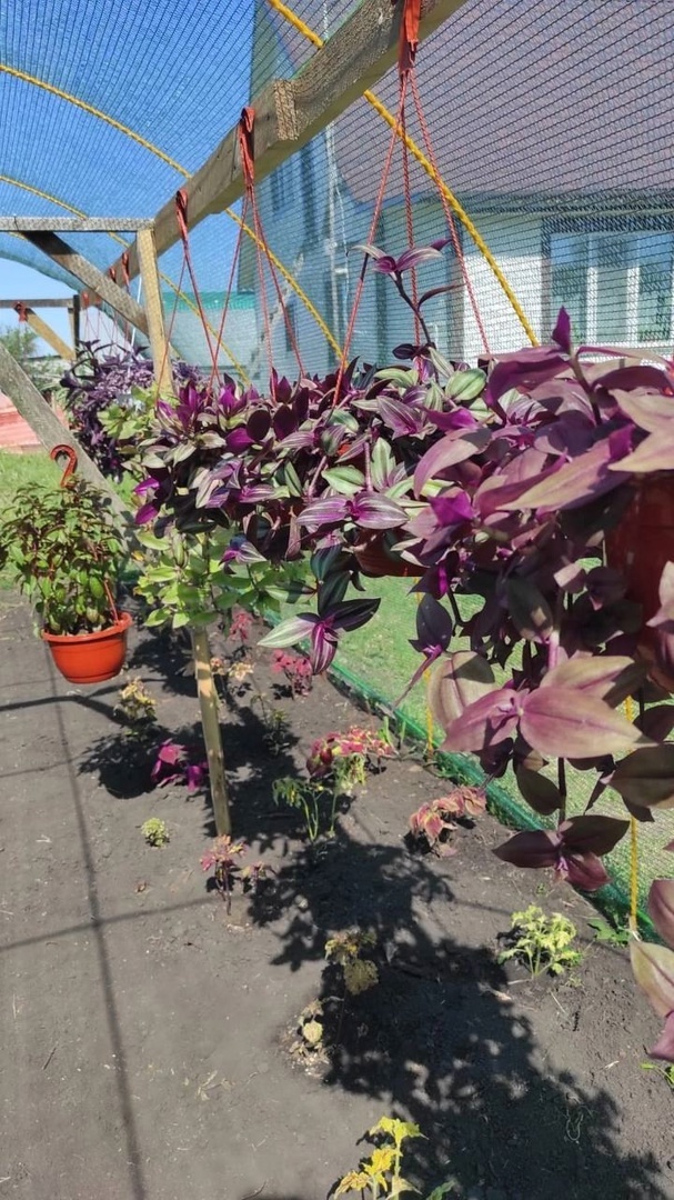 Юный фермер из Чуваш-Кубово выращивает рассаду цветов, разводит кроликов