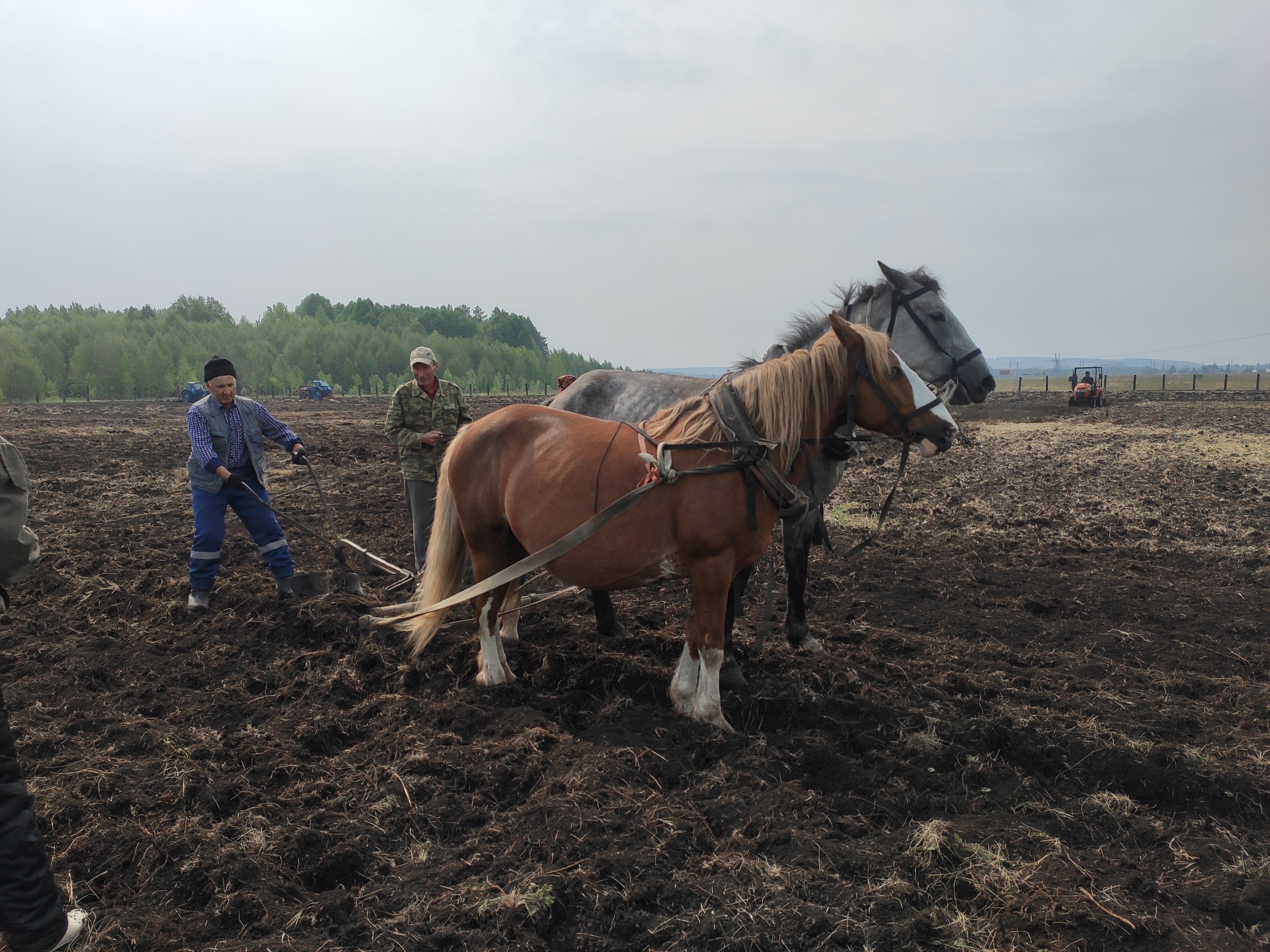 Жители Башкирии сажают картофель для бойцов СВО