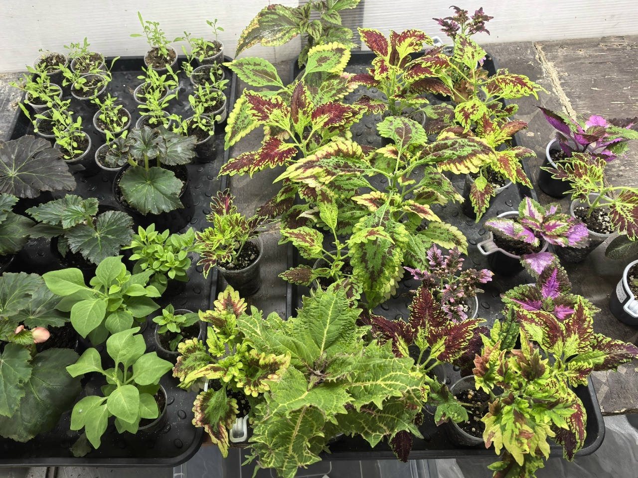 Иглино. История любви цветовода Маргариты Хайруллиной