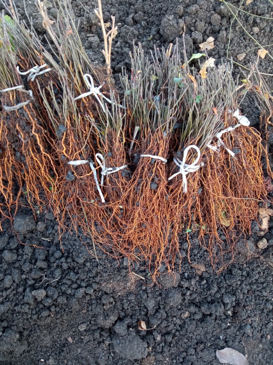 Как в Иглино  можно вырастить абрикосы и каштаны