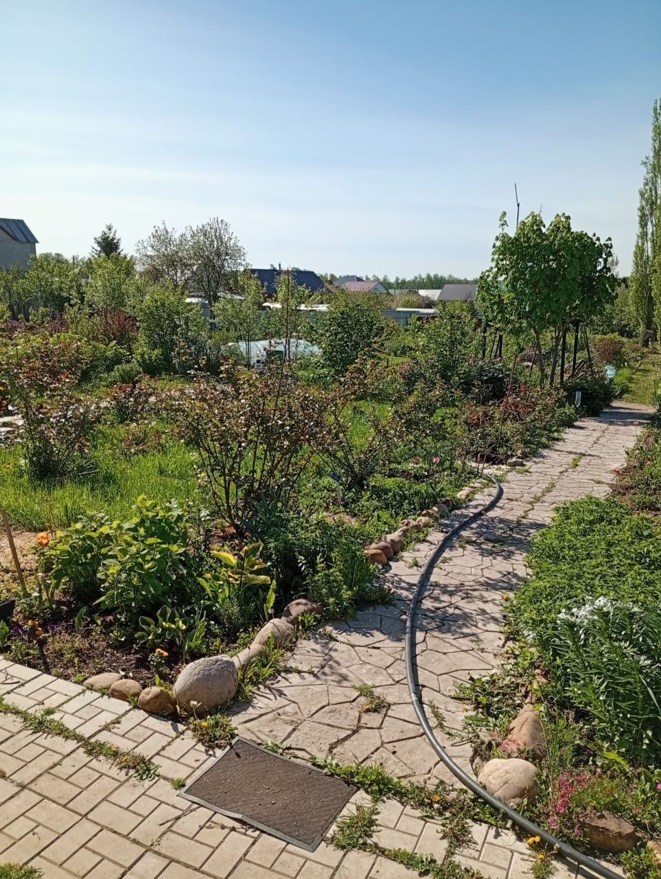 Как в Иглино  можно вырастить абрикосы и каштаны