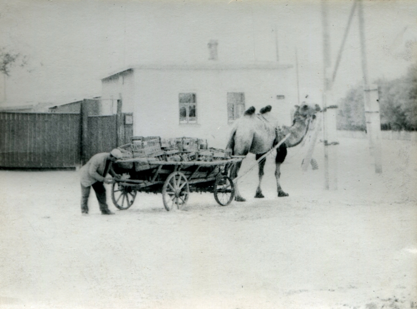 Было время - верблюды ходили по Иглино как дома