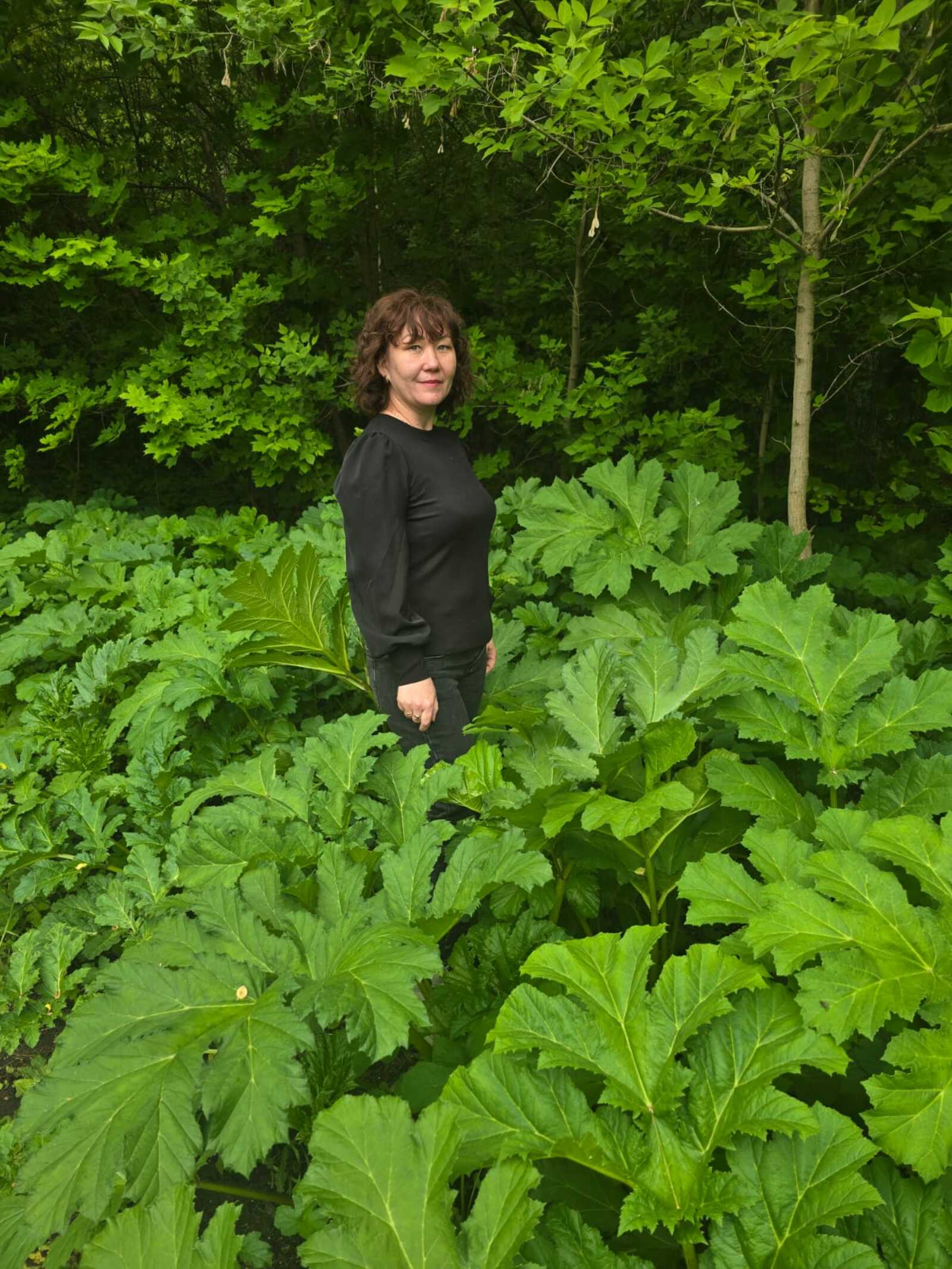 Как победить борщевик?