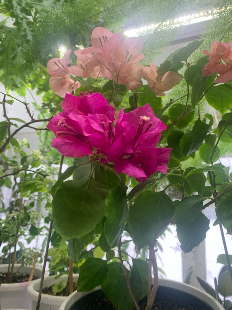 В Башкирии иглинский цветовод вырастила более 2000 тысяч комнатных цветов