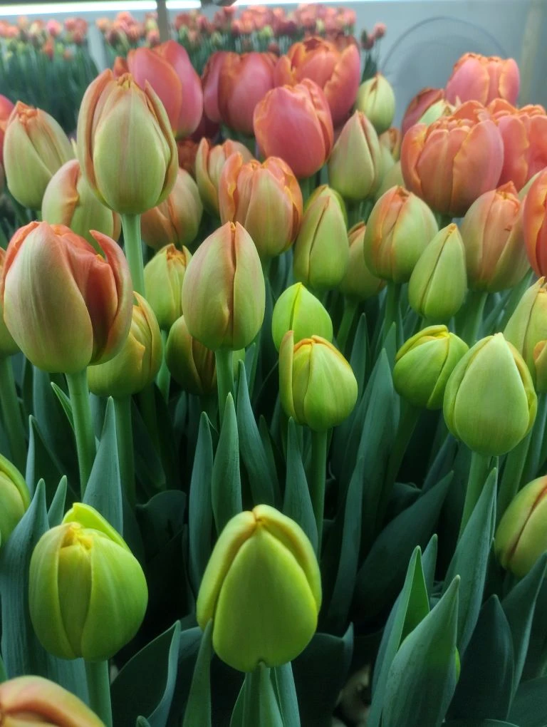 «Цветы - как душа мамы»