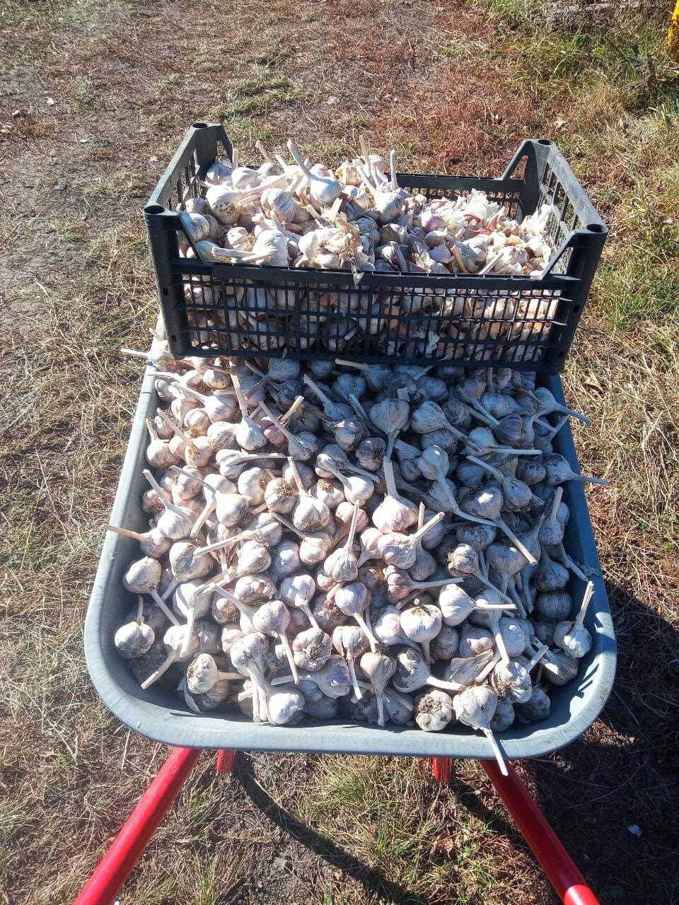 От команды "ЧеснопоЧесноку": как вырастить отличный чеснок