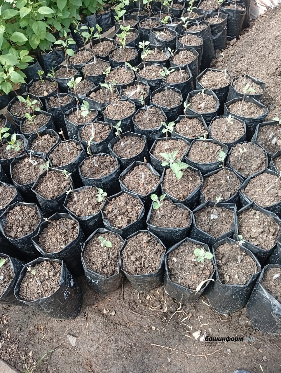 Как в Иглино  можно вырастить абрикосы и каштаны