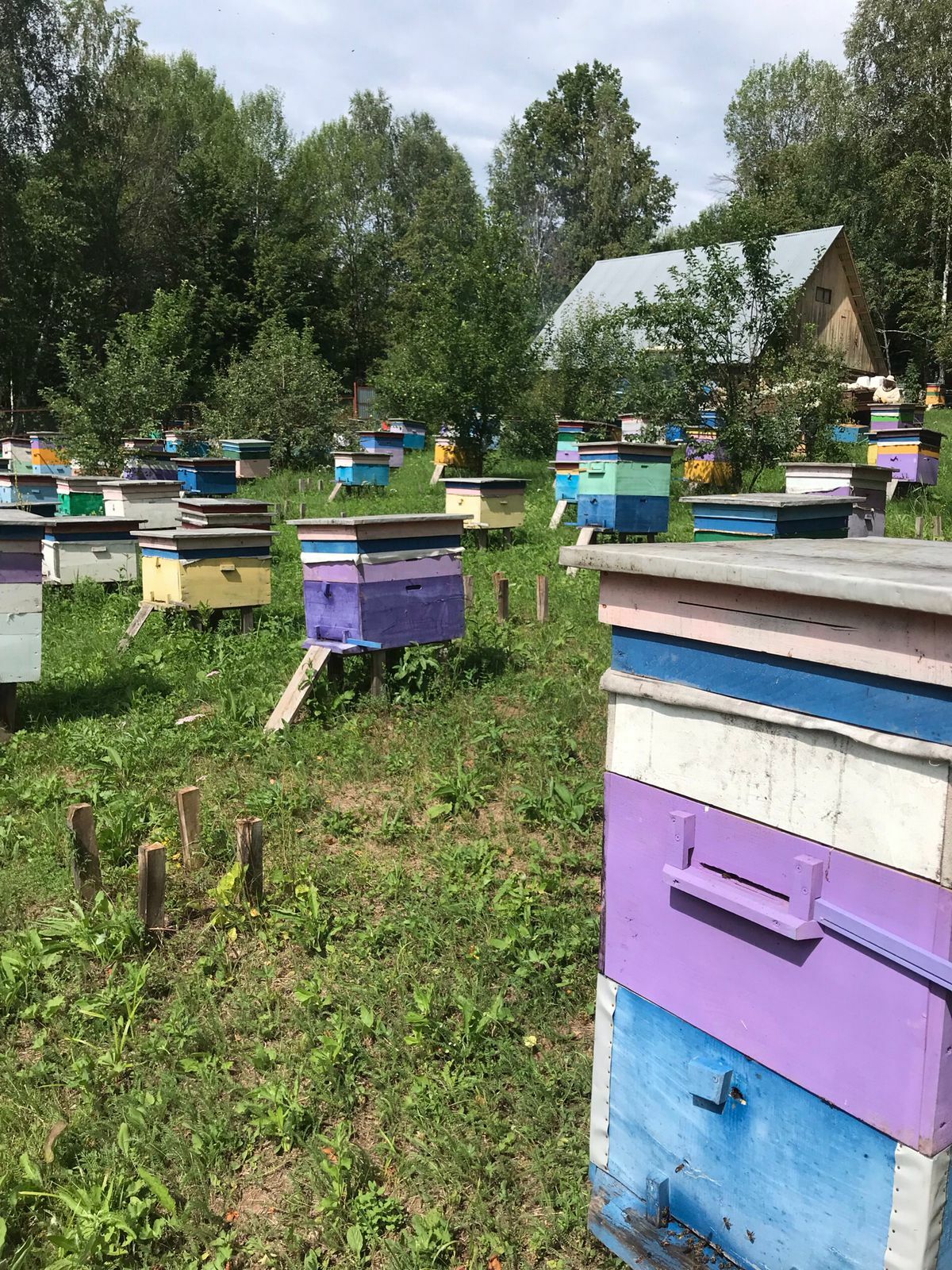 Главное – любовь к пчелам, а опыт появится со временем