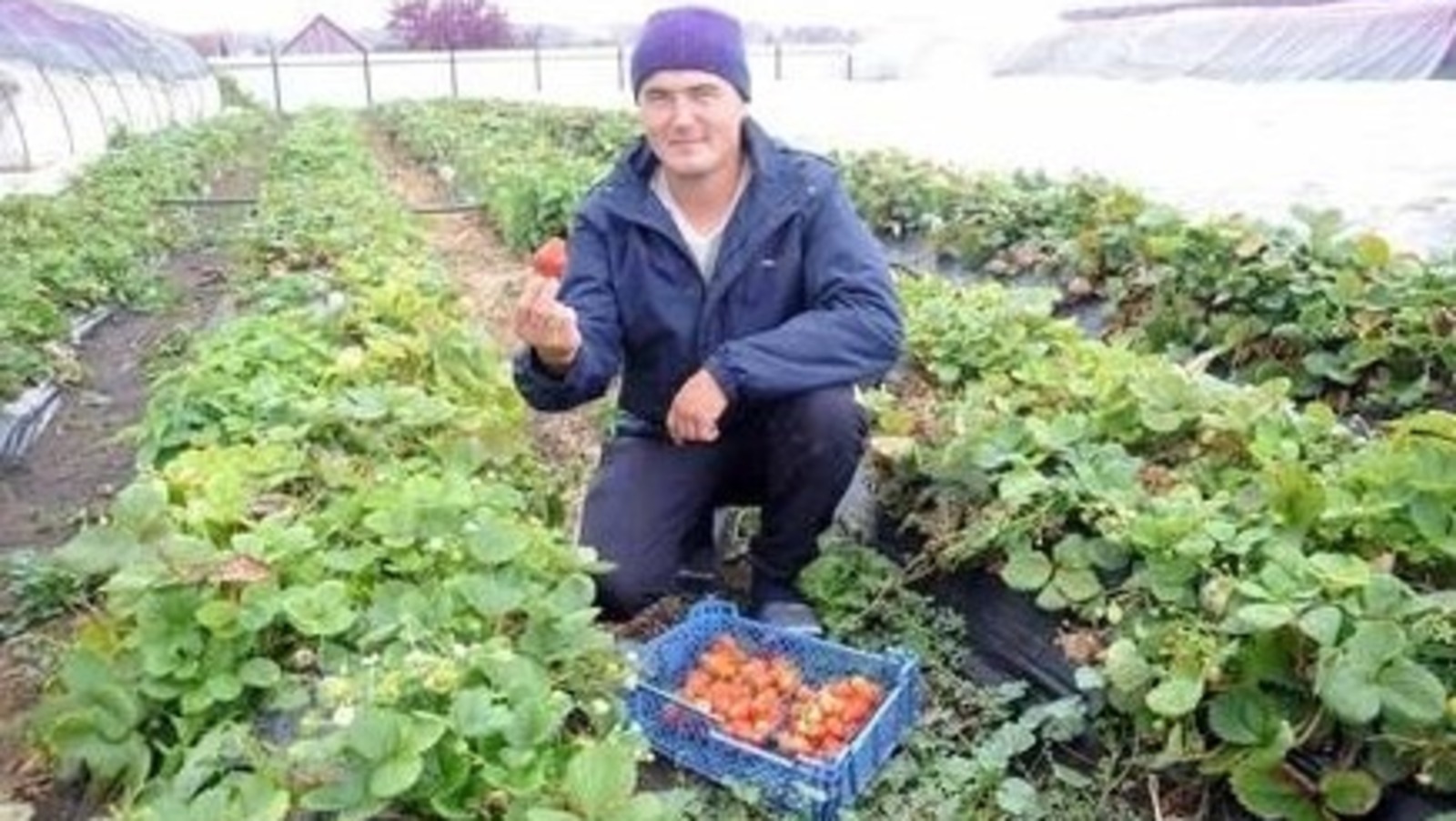 «Агростартап» помог Булату Нугуманову развить бизнес по выращиванию клубники