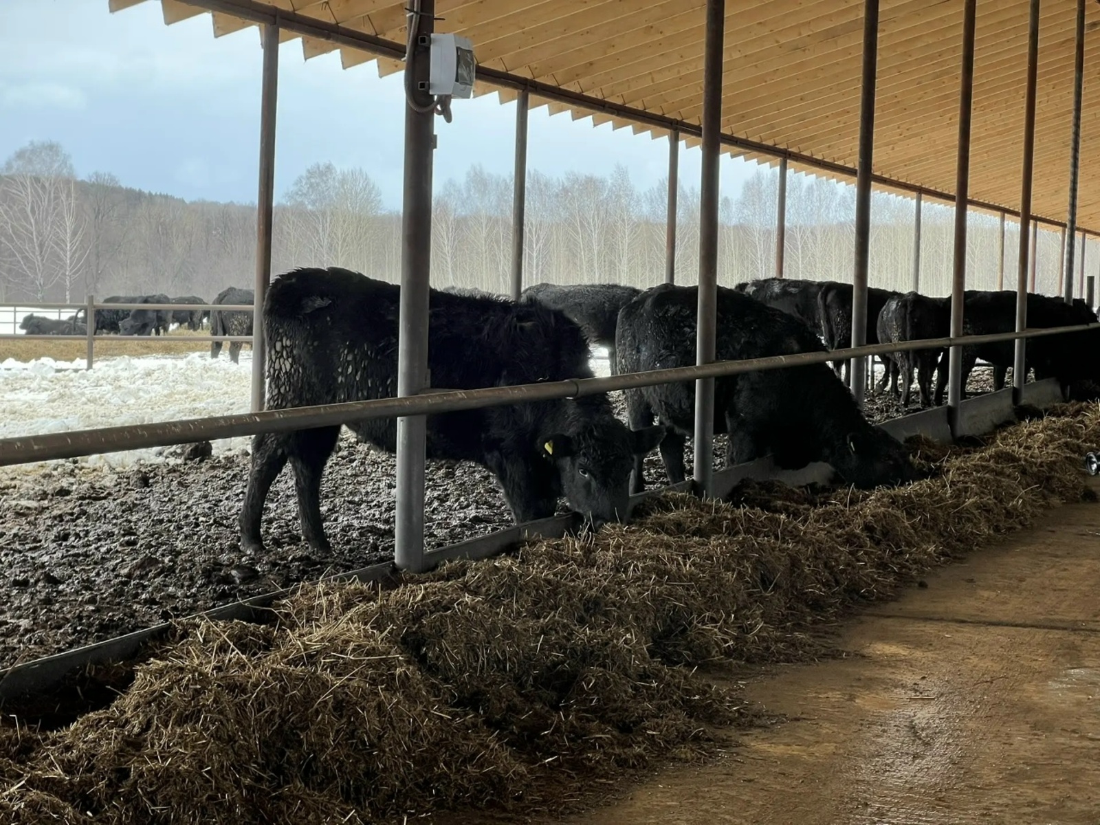 В Иглинском районе открылся современный фидлот на 800 голов