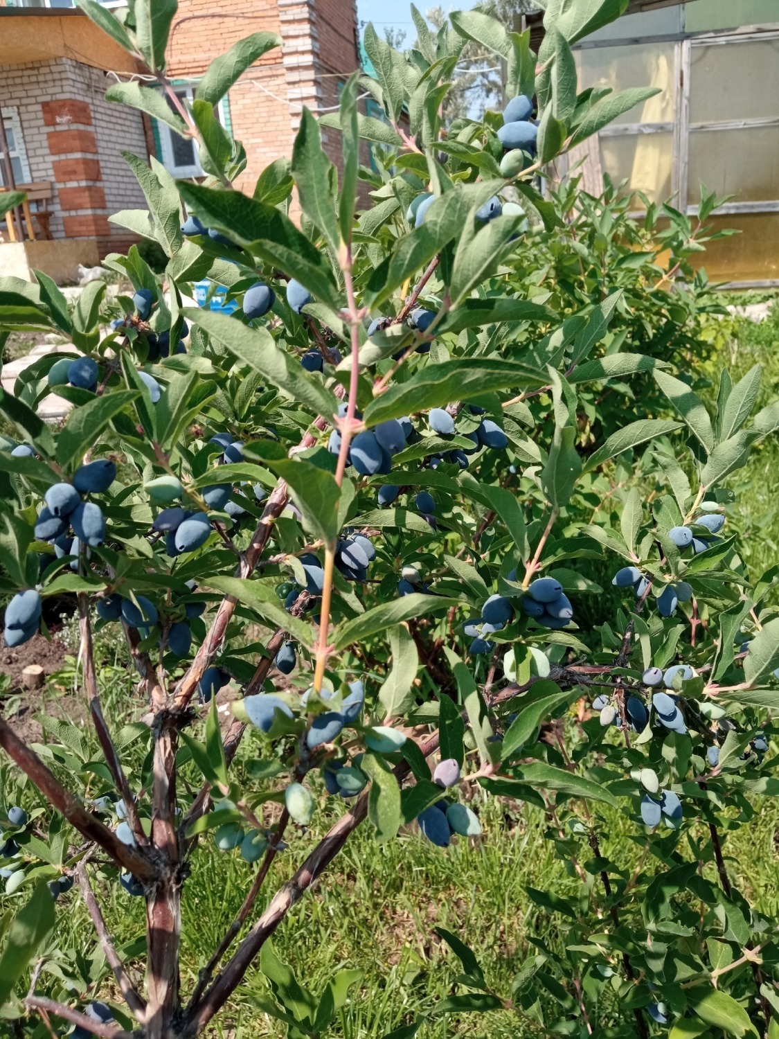 Как в Иглино  можно вырастить абрикосы и каштаны