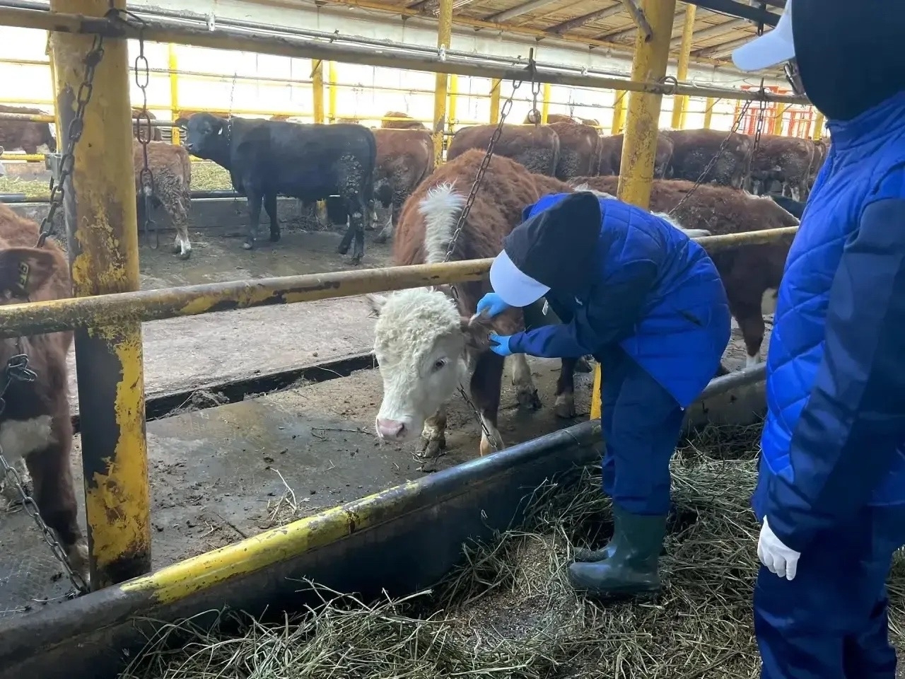 Иглино. Студенты Башкирского ГАУ проходят практику в «ПР-Агро»