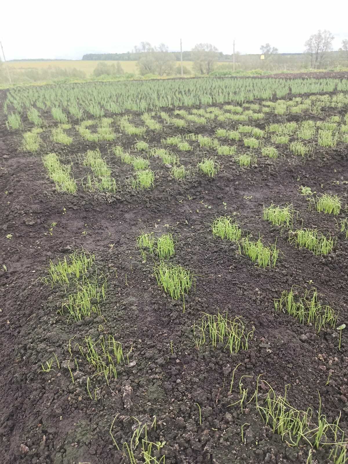 Тамара Сакова сохранила семена настоящего иглинского лука