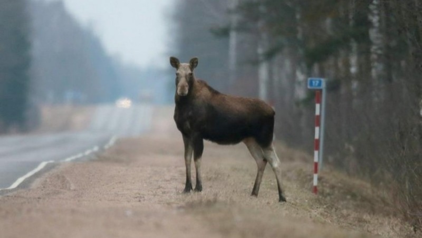 В Башкортостане под колесами автомобилей погибли 12 диких животных