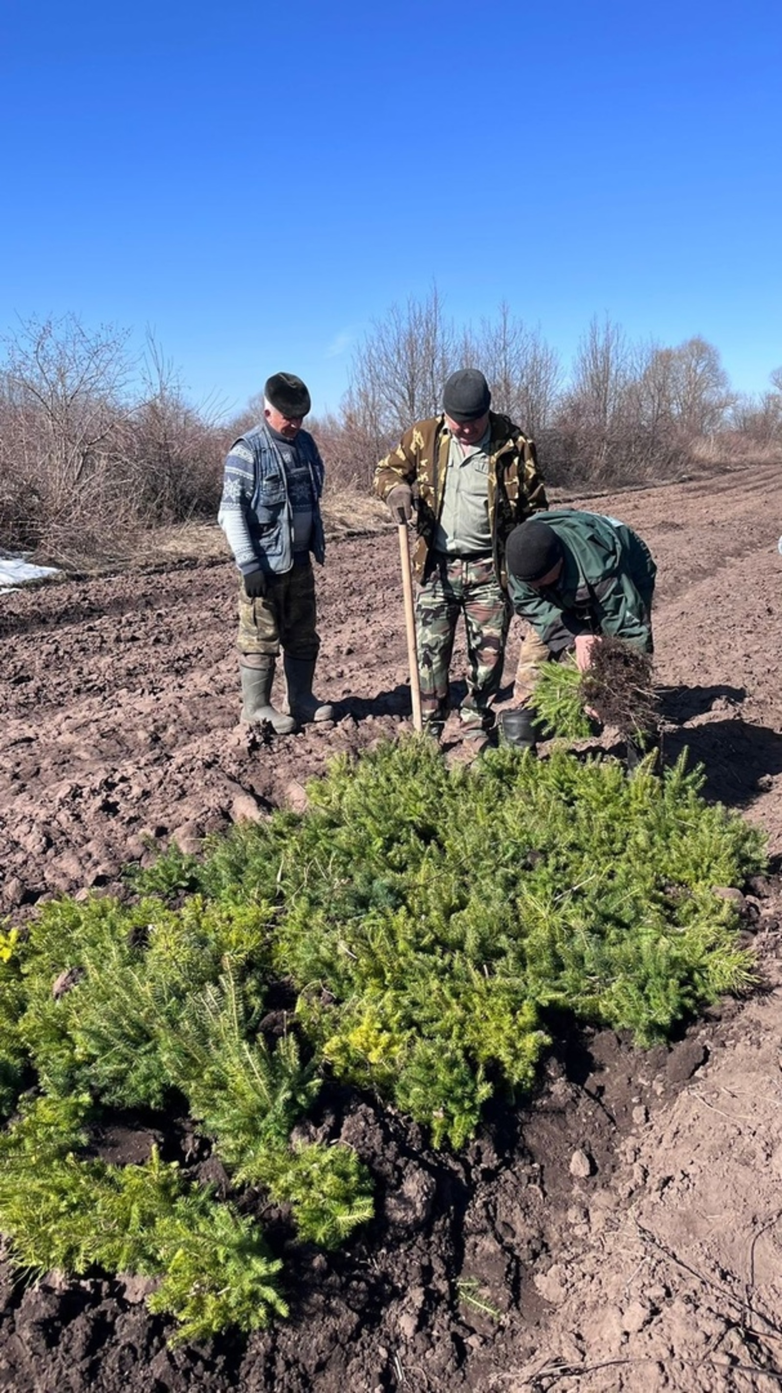 Лесники Башкирии активно готовят сеянцы к посадкам