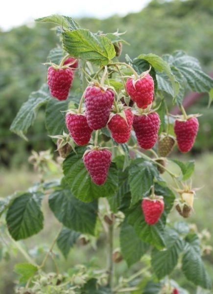 Как в Иглино  можно вырастить абрикосы и каштаны