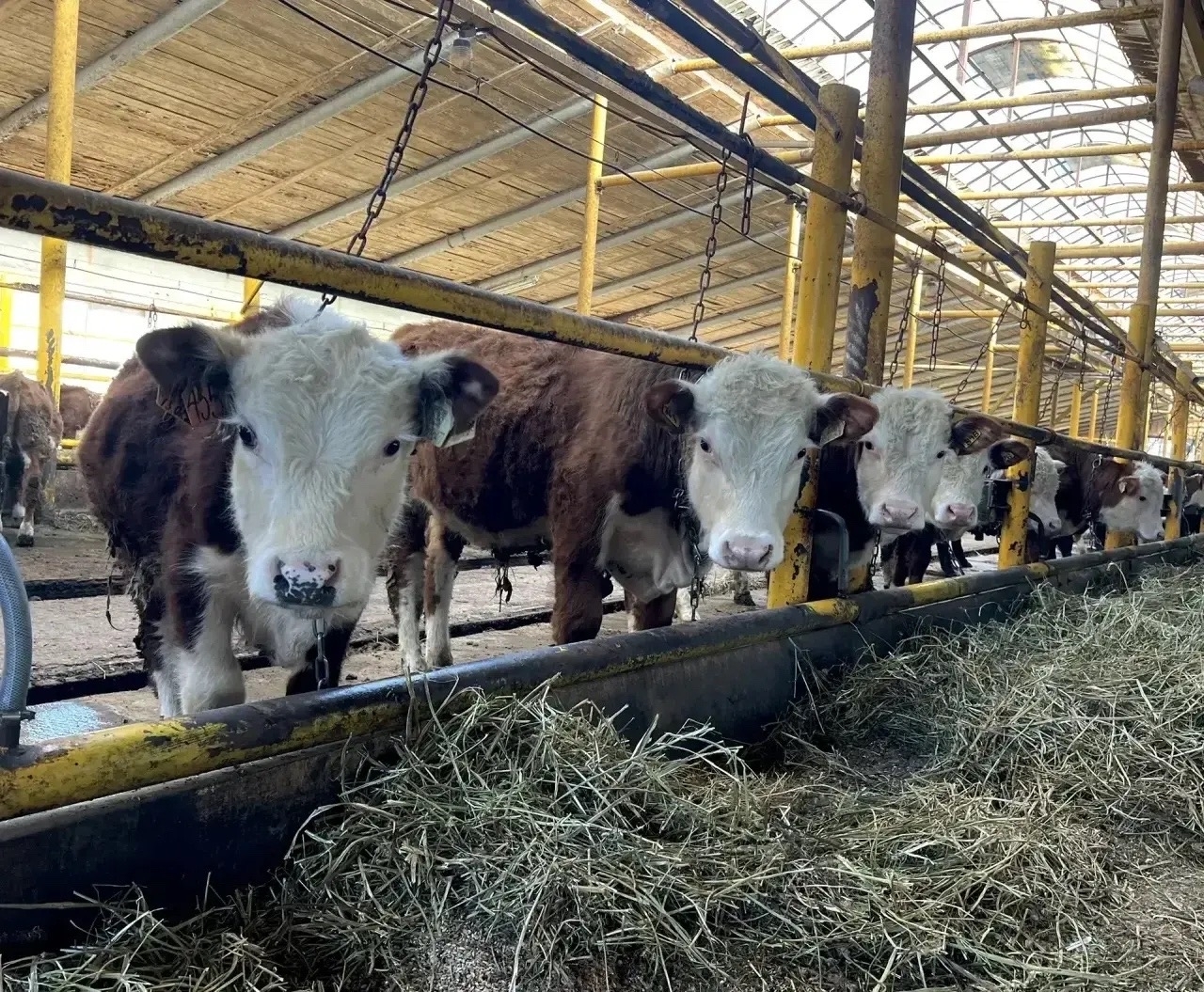 Иглино. Студенты Башкирского ГАУ проходят практику в «ПР-Агро»